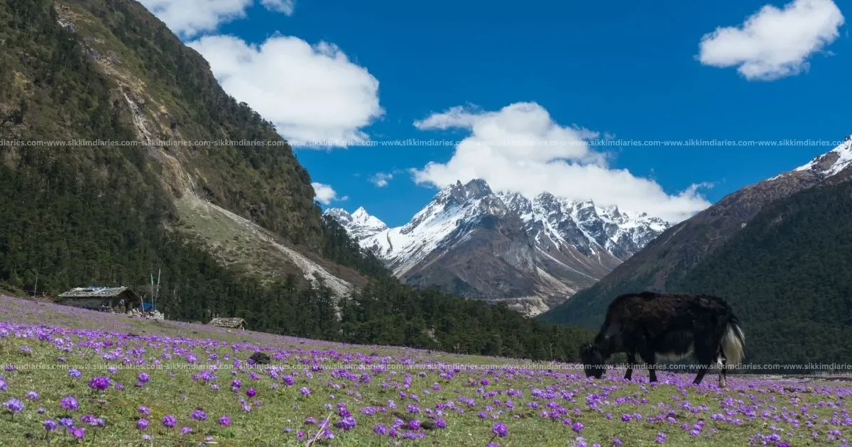 Yumthang Valley – The Valley of Flowers in North Sikkim, Best Time to Visit
