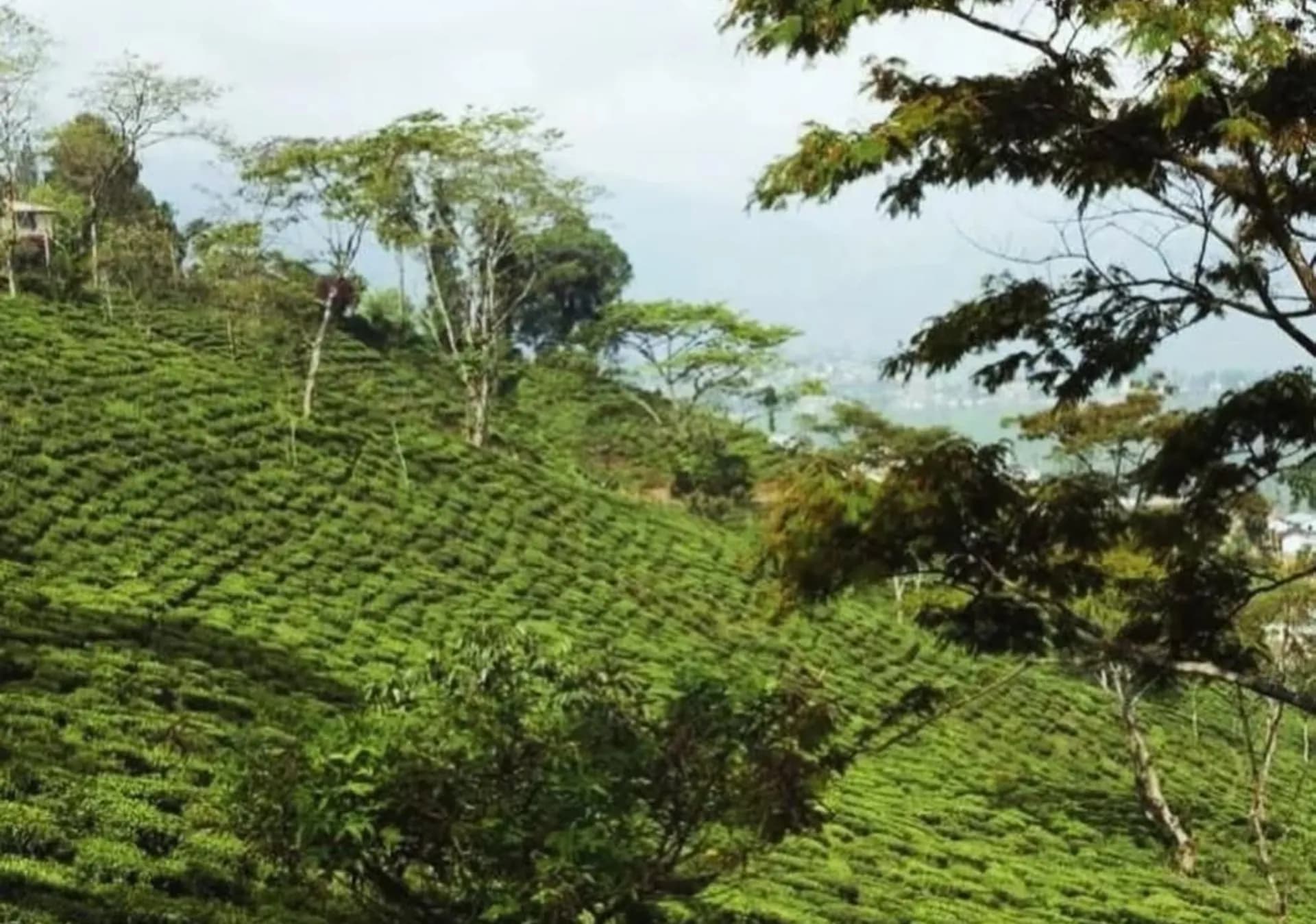 Arya Tea Estate