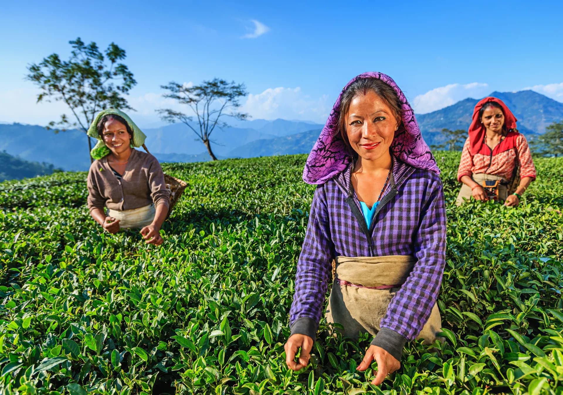 Happy Valley Tea Estate