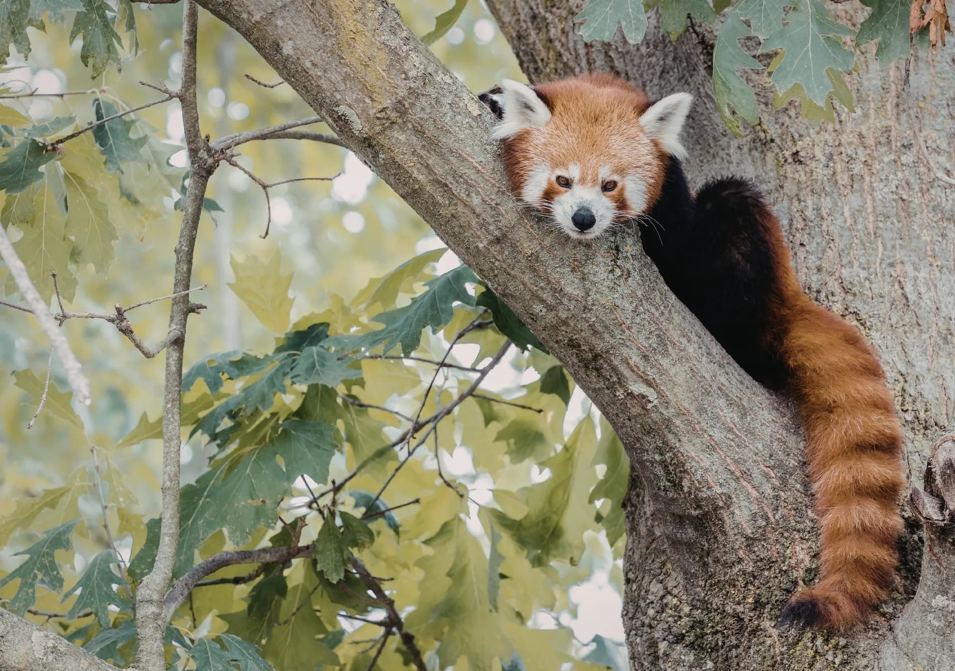 Neora Valley National Park