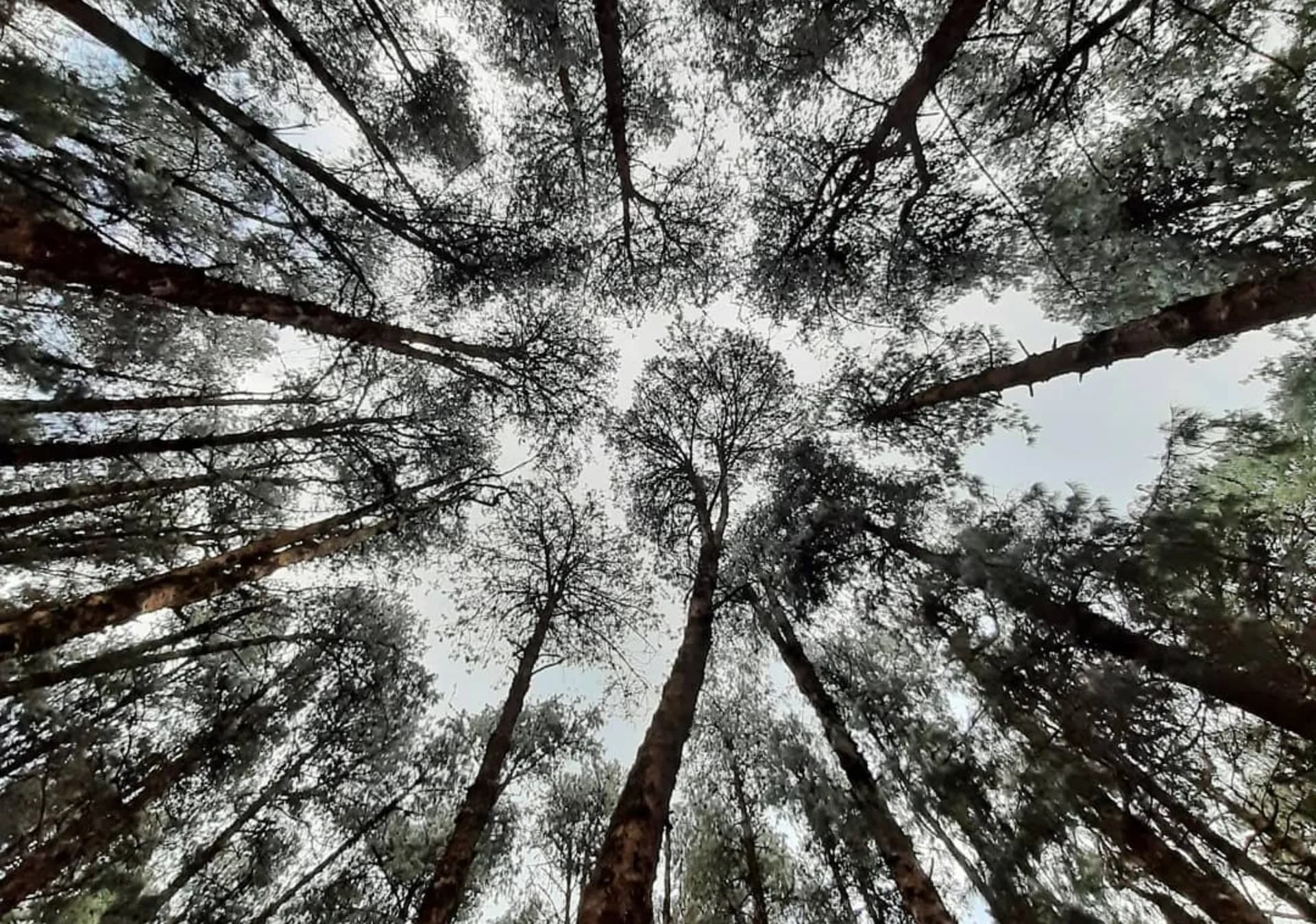 Pine & Forest Trails