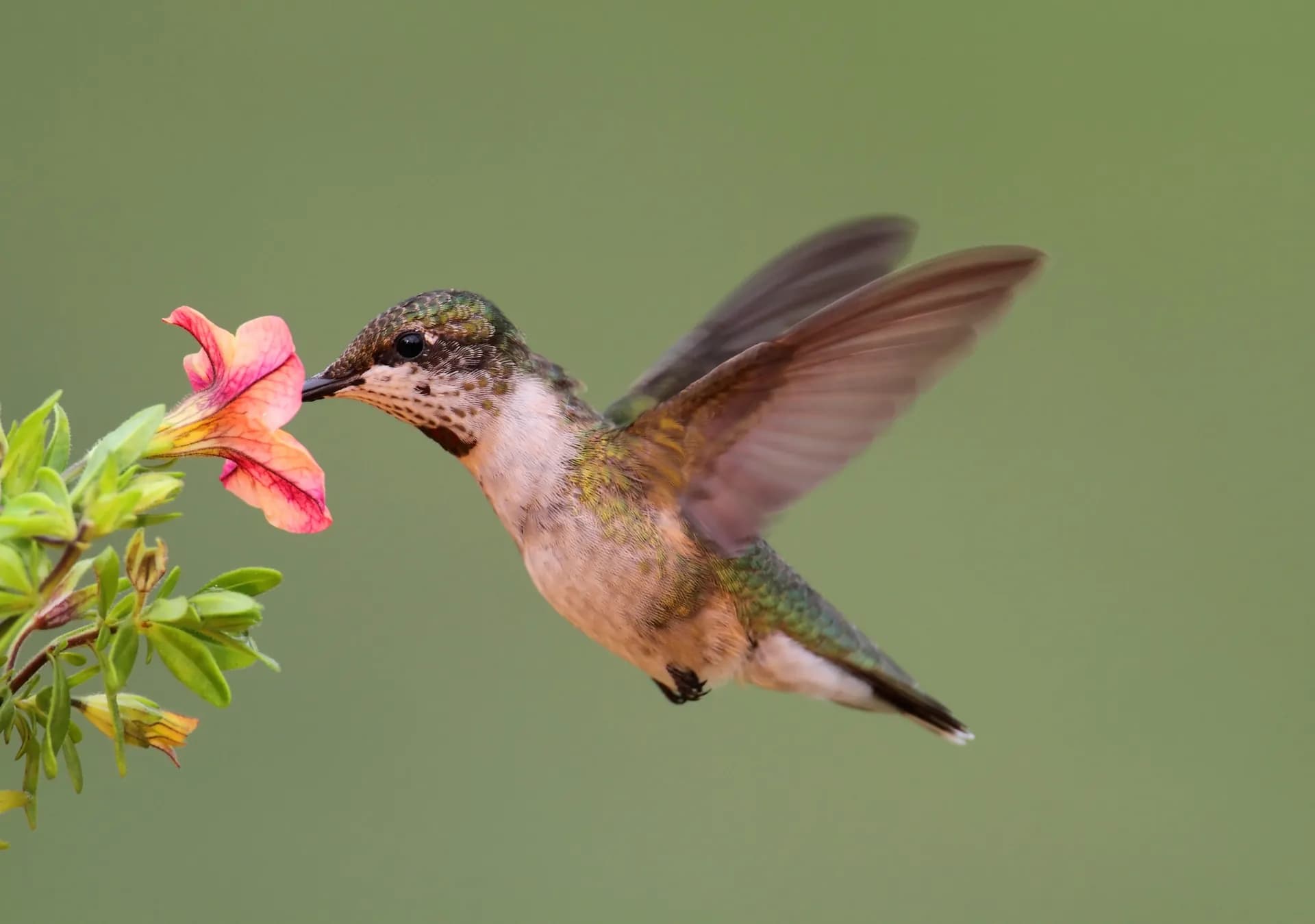 Sidekeong Tulku Bird Park