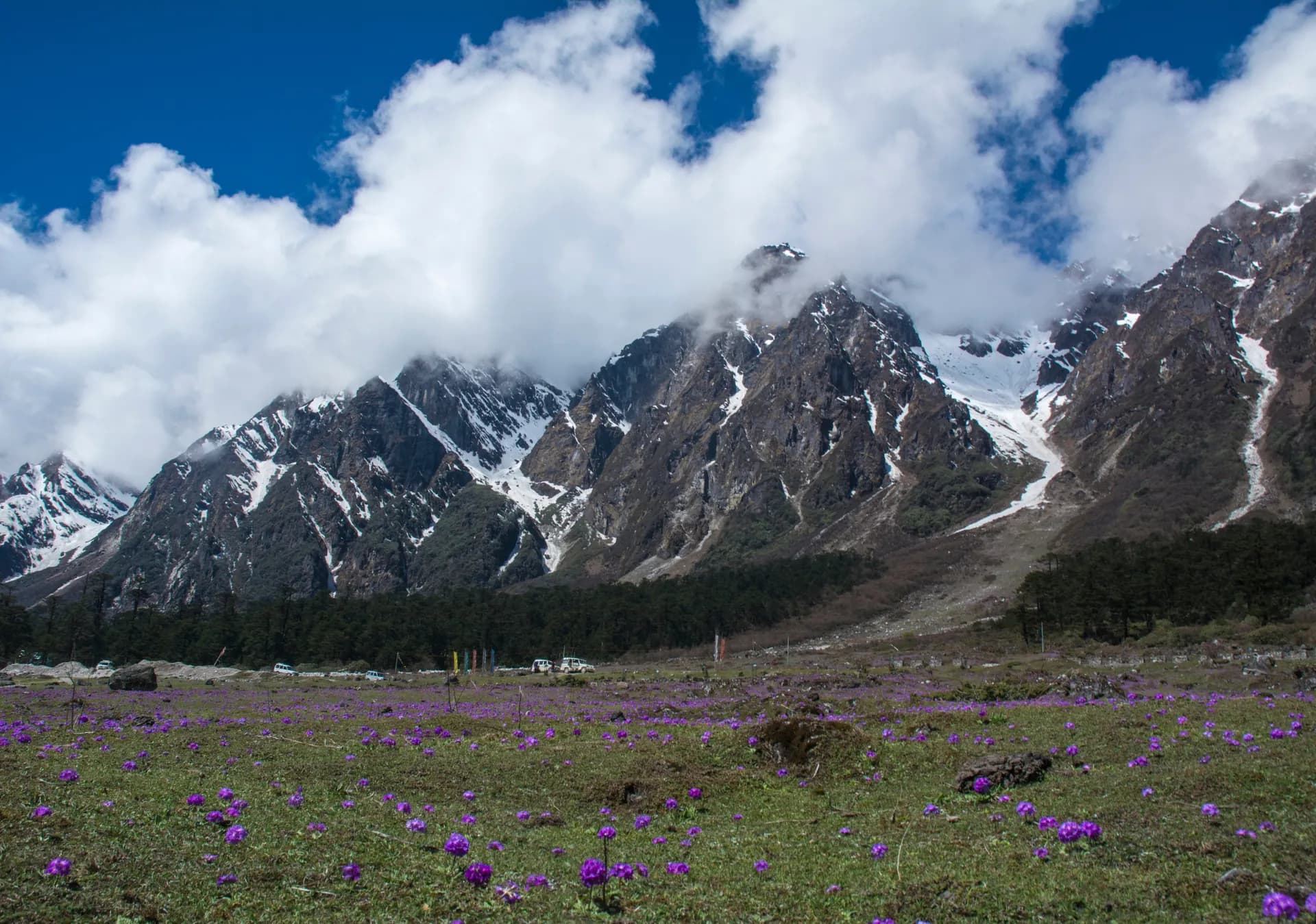 Yumthang Valley (Valley of Flowers)