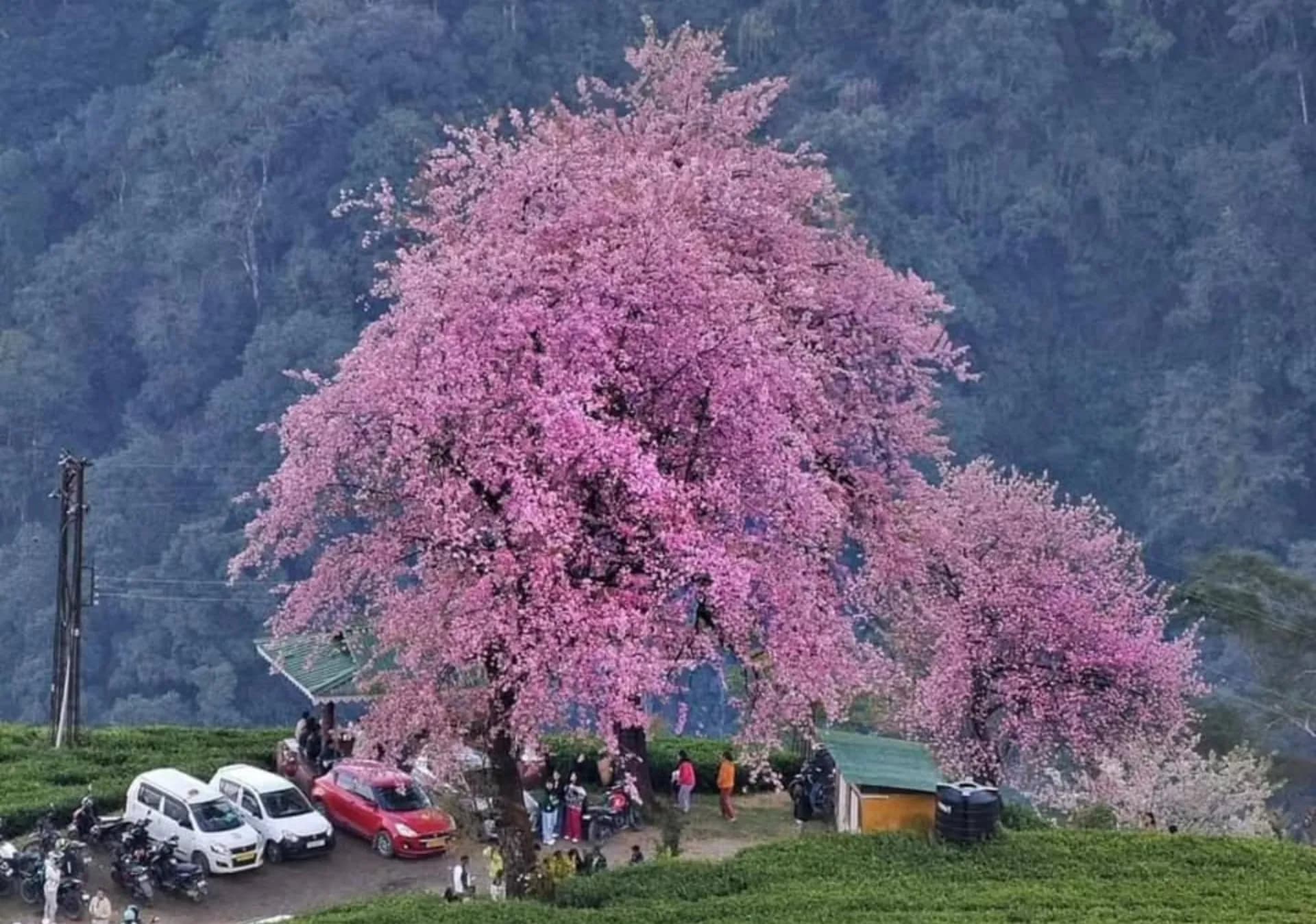 Cherry Blossom Season (November)