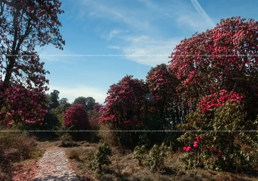 Barsey Rhododendron Sanctuary, West Sikkim – A Blooming Paradise in the Himalayas