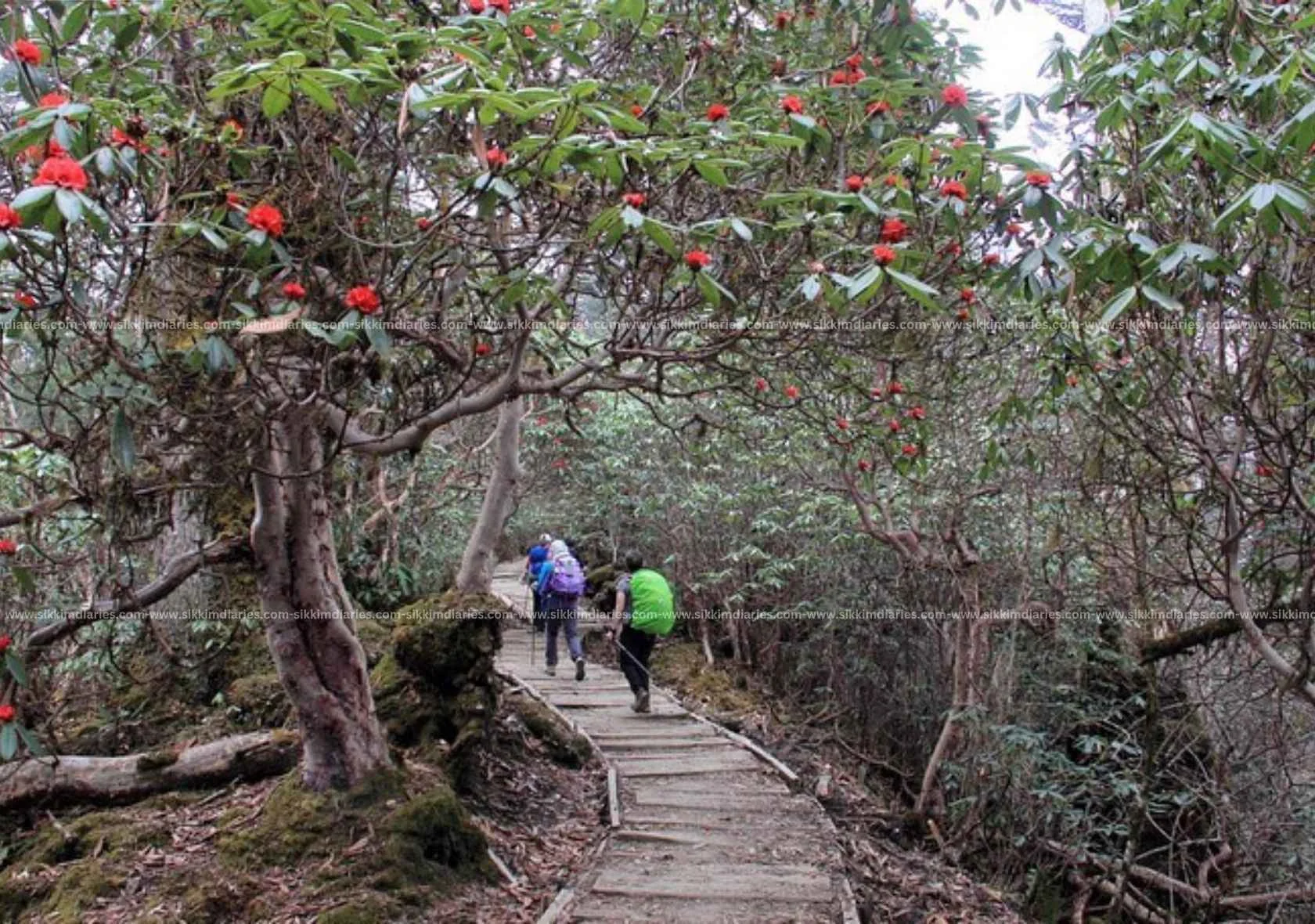 Khangchendzonga National Park, Complete Travel Guide (2026)